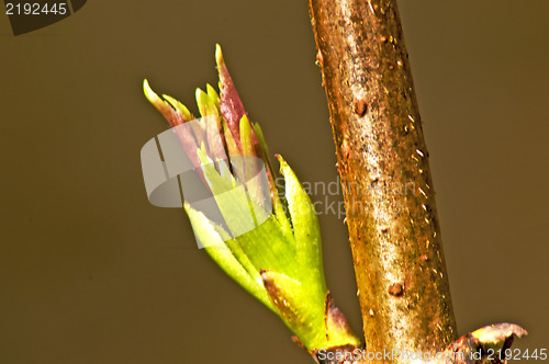 Image of Tree bud