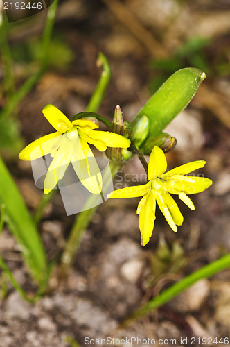 Image of Gagea lutea, Yellow Star