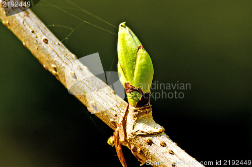 Image of Tree bud