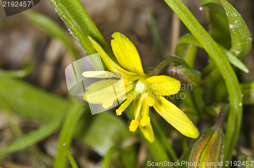 Image of Gagea lutea, Yellow Star