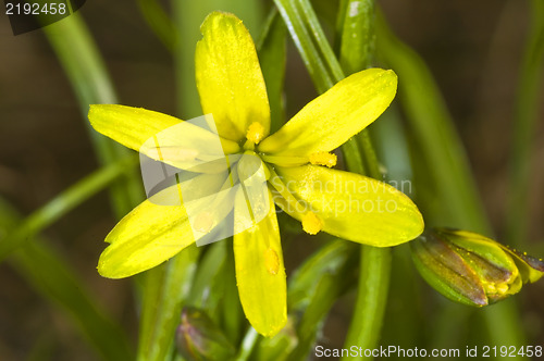 Image of Gagea lutea, Yellow Star
