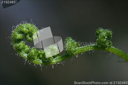 Image of abstract fern torsion  in  spring