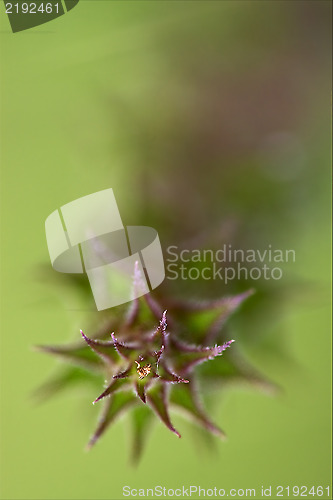 Image of abstract flowering of plant 