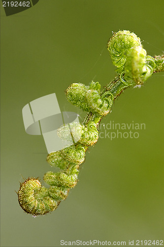 Image of fern torsion  the spring