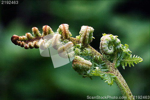 Image of  flowering of a fern torsion 