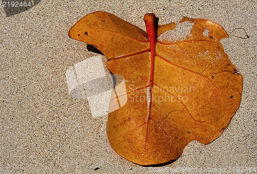 Image of  leaf  jamaica