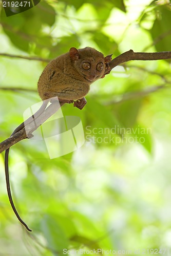 Image of Tarsier