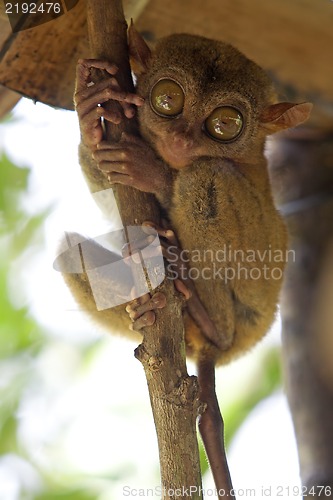 Image of Tarsier