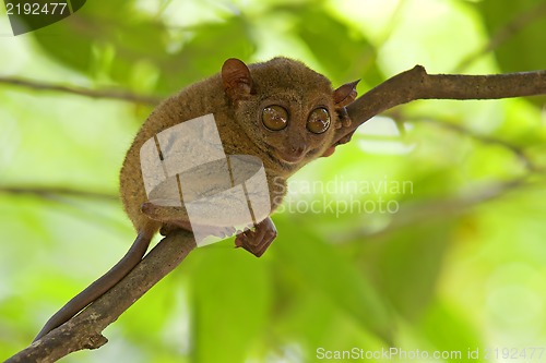 Image of Tarsier