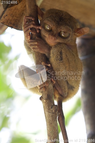 Image of Tarsier