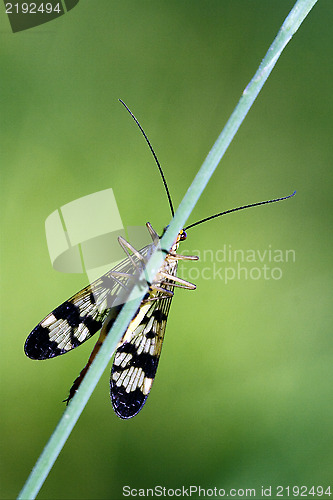 Image of front of wild fly Mecoptera 