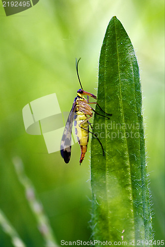 Image of  Mecoptera Scorpion Fly   Panorpidae