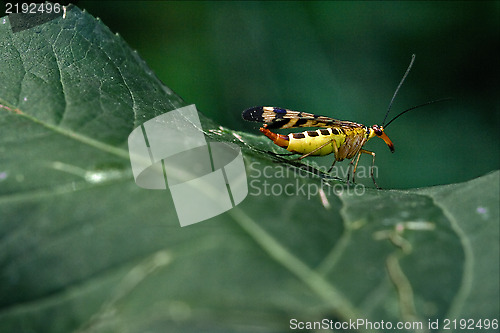 Image of  Panorpidae on a green leaf