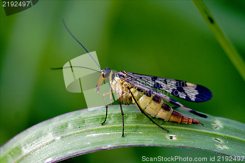 Image of Scorpion Fly Panorpa Panorpidae 