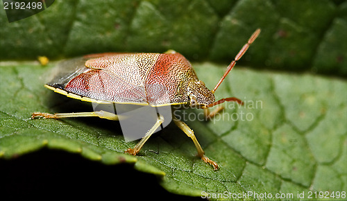 Image of side of wild  hemiptera