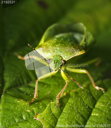 Image of front of wild hemiptera Nezara Virdula