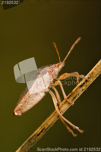 Image of  hemiptera  in the bush