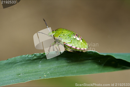 Image of  Heteroptera  palomena