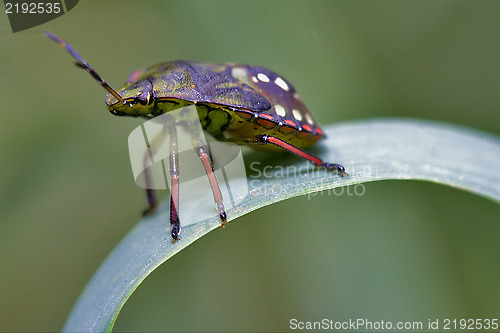 Image of side of wild  hemiptera  on a green leaf 