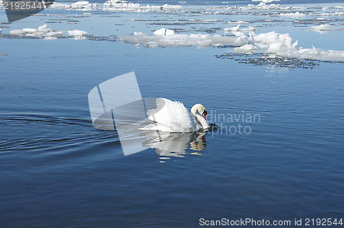 Image of The swan