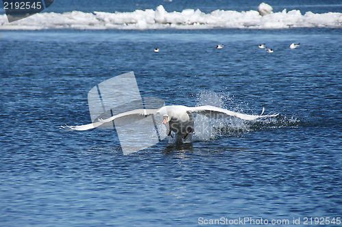 Image of Swan in flight
