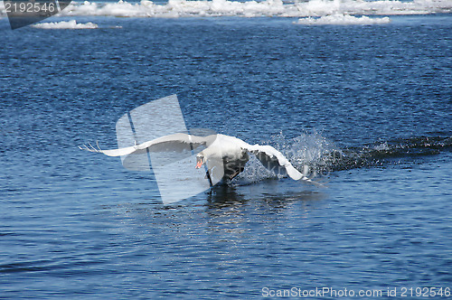 Image of White swan 