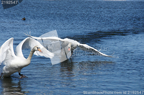 Image of Swan in movement