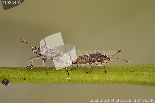 Image of   branch and reproduction