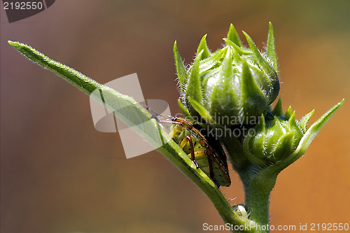 Image of hemiptera inside  