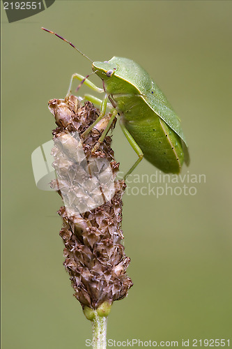 Image of Heteroptera  on a flower