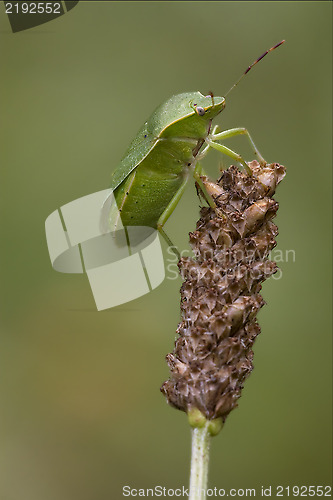 Image of pentatomidae palomena prasina on a flower