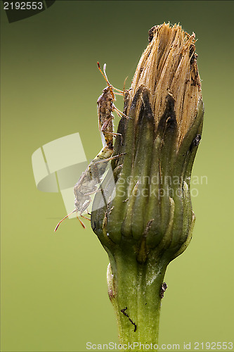 Image of  prasina on a flower and reproduction