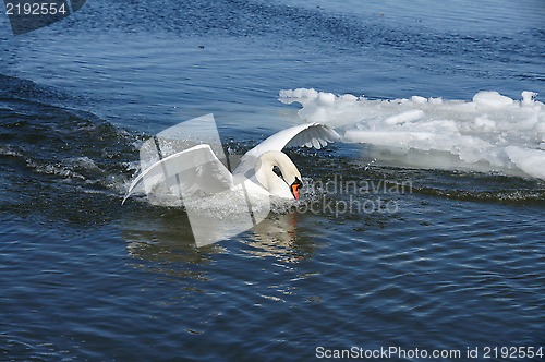 Image of White swan