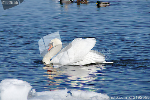 Image of White swan