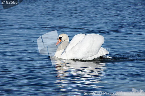 Image of White swan 