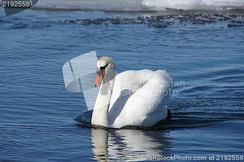 Image of White swan