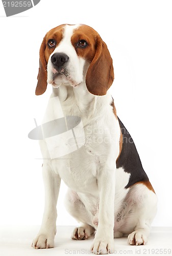 Image of sitting beagle dog