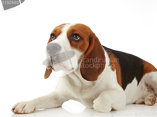 Image of Beagle dog