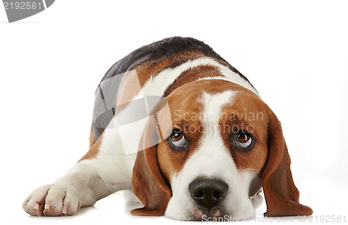Image of Beagle dog
