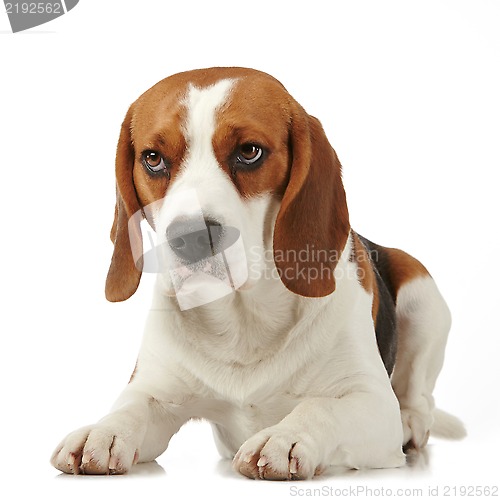 Image of Beagle dog