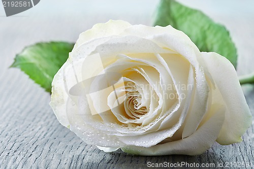 Image of beautiful white rose