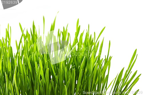 Image of Fresh green grass