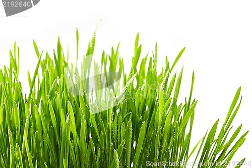 Image of Wet green grass