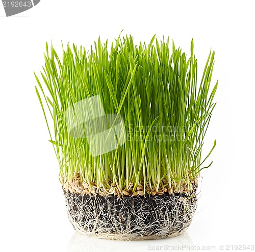 Image of fresh green grass