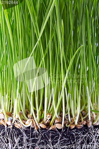 Image of fresh green grass