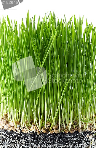 Image of fresh green grass