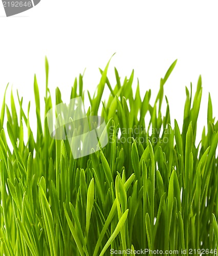 Image of fresh green grass