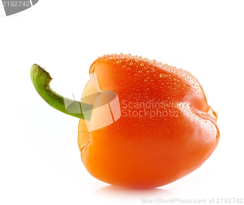 Image of fresh wet orange paprika