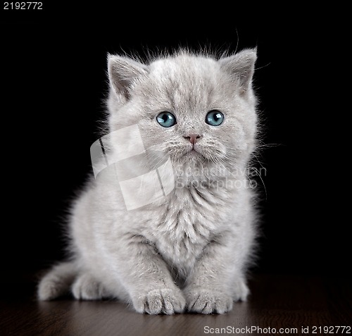 Image of British short hair kitten