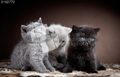 Image of three british short hair kittens